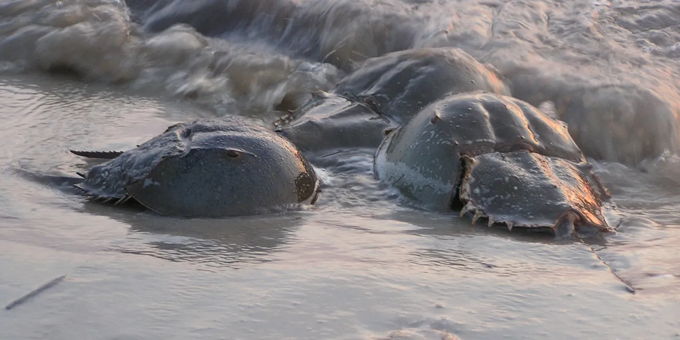 ภาพ: "Horseshoe Crabs" by U. S. Fish and Wildlife Service - Northeast Region/ CC PDM 1.0